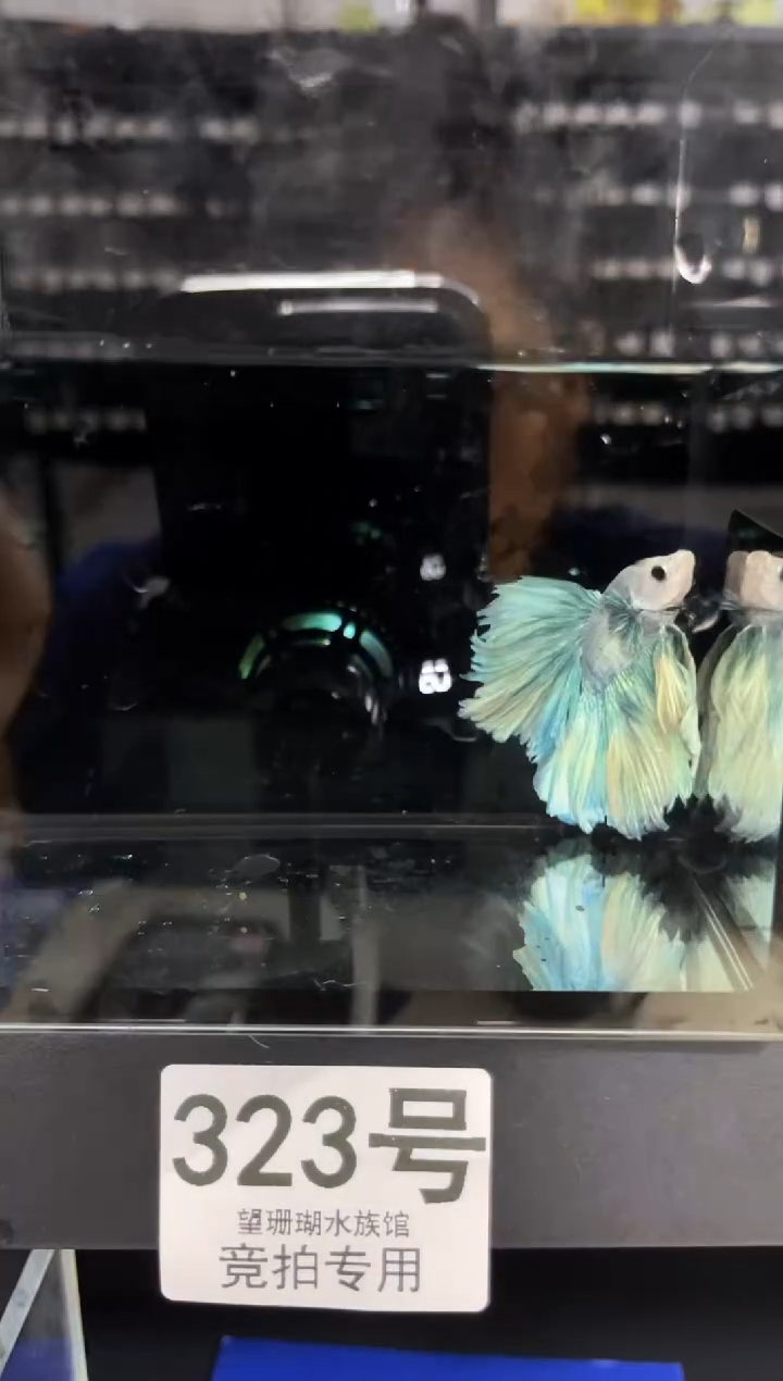 斗鱼泰国斗鱼竞拍323