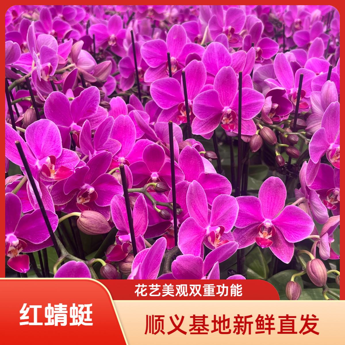 北京北郎中甄选｜精品蝴蝶兰·红蜻蜓｜顺义基地直发