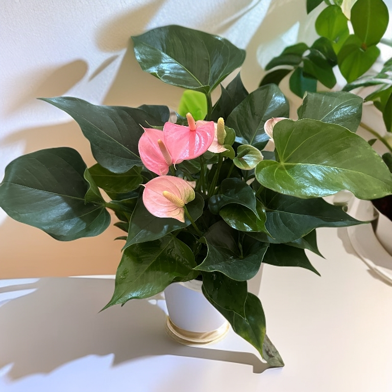 粉掌盆栽带花室内水培土培