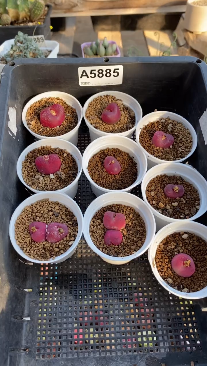 【闪购商品】5885直播一物一拍