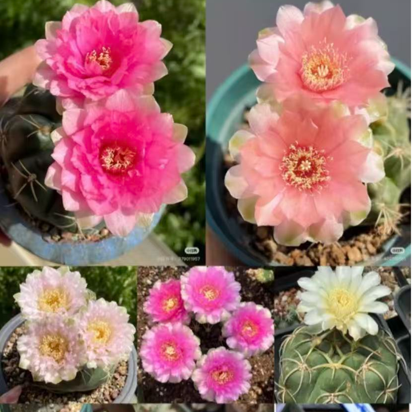 实生海王一颗    仙人球漳州基地直发 新手好养