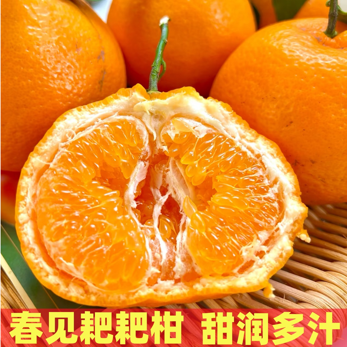 【热卖】正宗四川春见耙耙柑新鲜水果应季丑橘彩箱发货