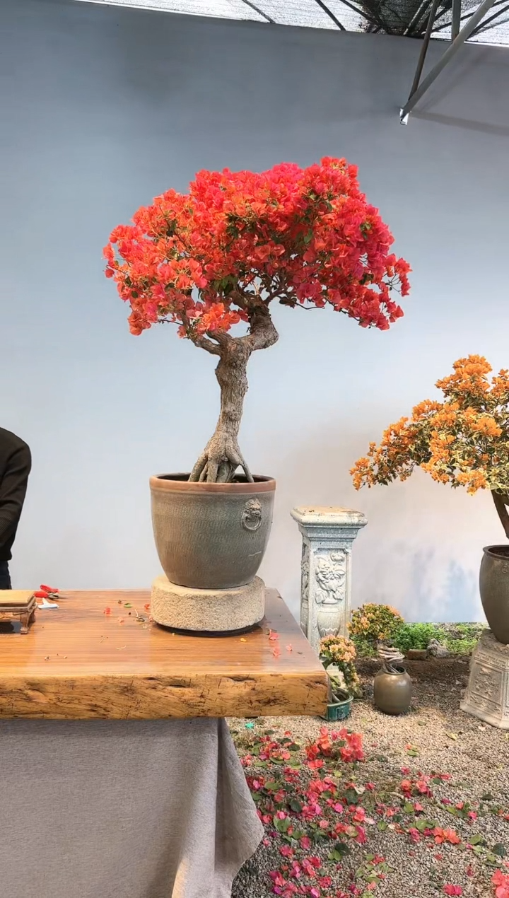 【闪购商品】AA914