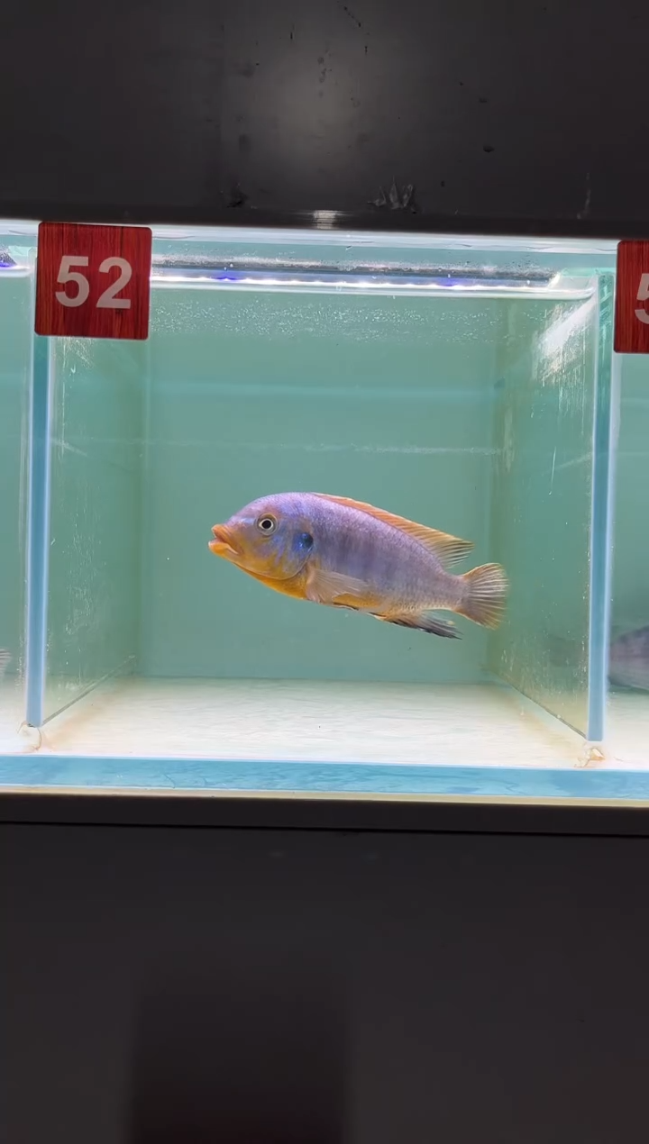 慈鲷鱼野生三湖慈鲷