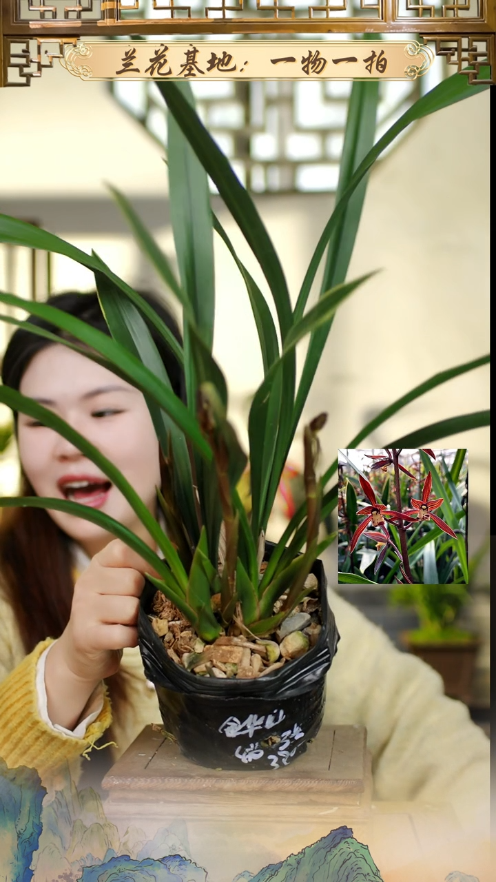 全部花苞金华山带花苞