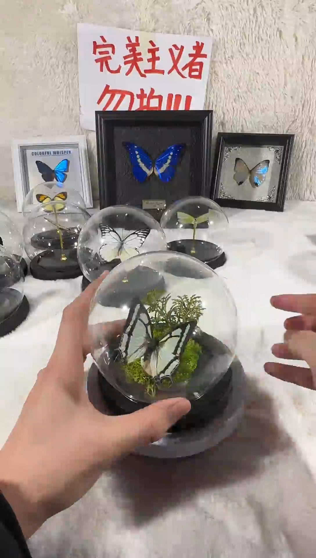 木二尾蛱蝶水晶球造景
