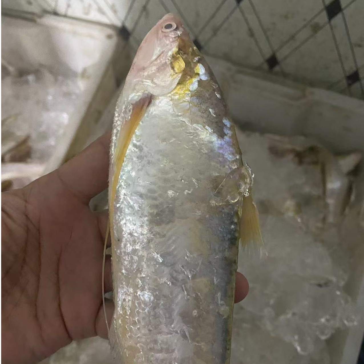 【小李专属海刀鱼】肉质细腻 入口即化 冰鲜 顺丰发货