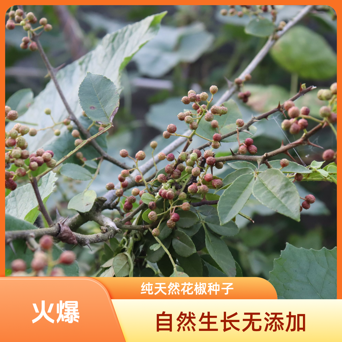 贵州遵义本地新鲜花椒500g又麻又香顺丰包邮