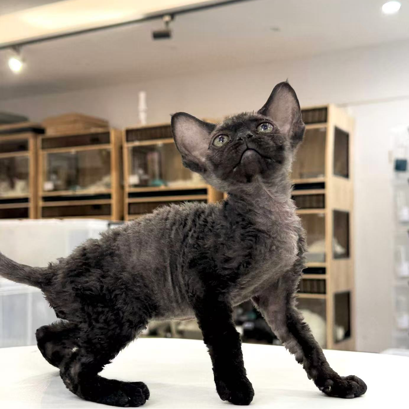 来了姊妹-纯黑德文猫 弟弟 023