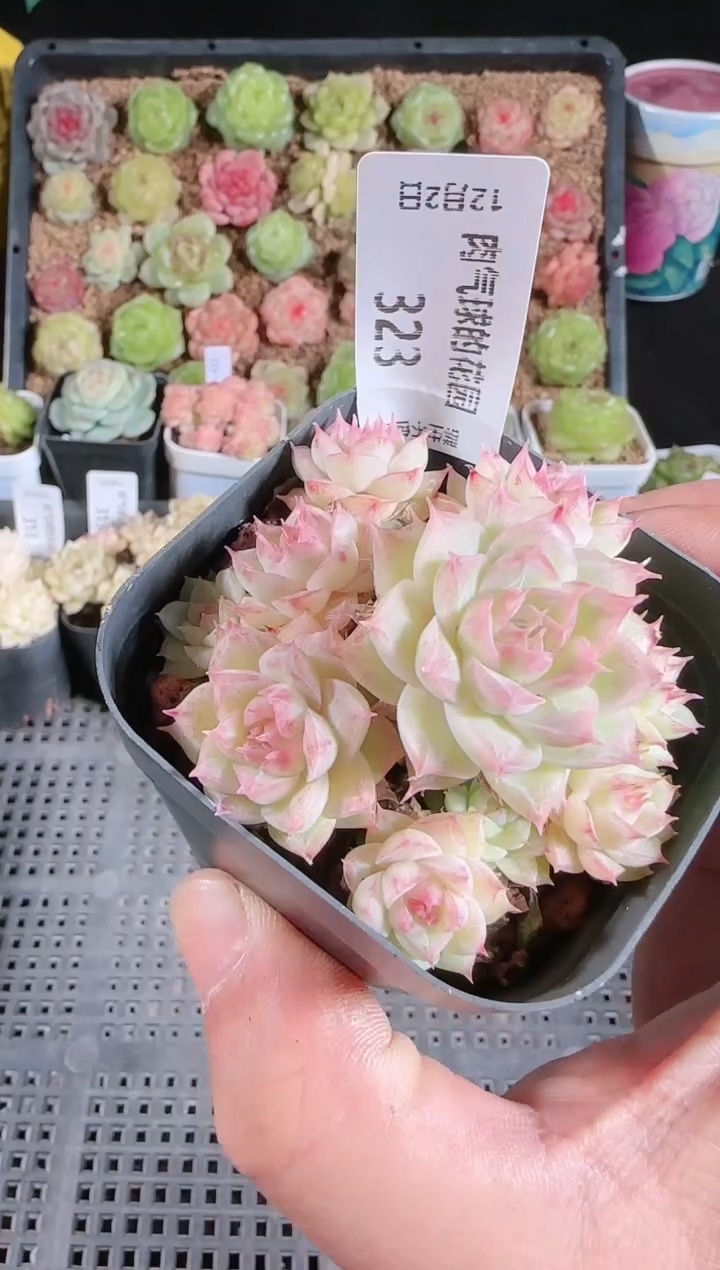 1202-323多肉群生不包整