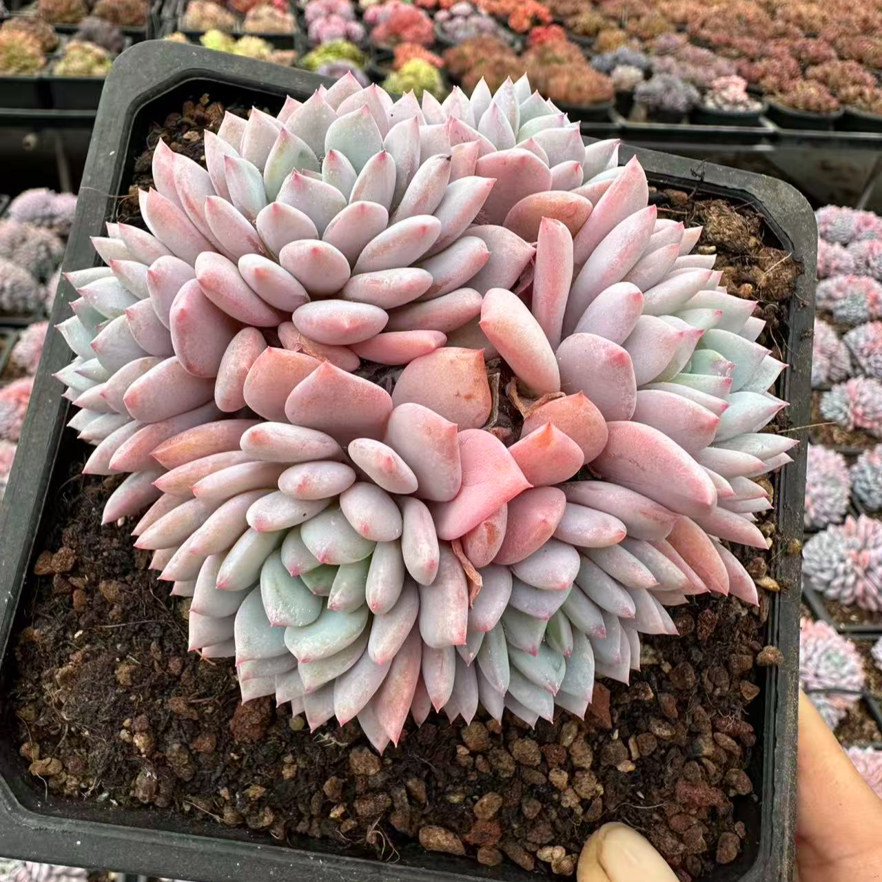 12#星星橙精致朵朵群4头起多肉植物  前男友精品多肉