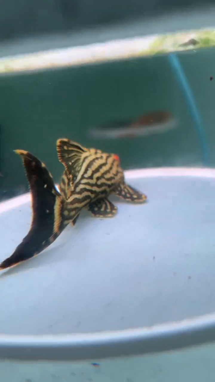 清道夫鱼C*C差价27-029 80