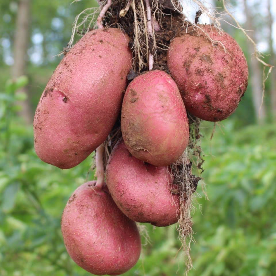 新鲜云南高山现挖红皮土豆2.5kg