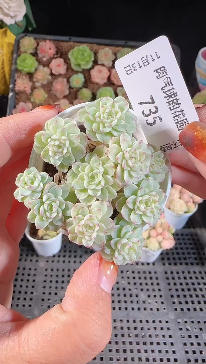 1113-735群生不包整