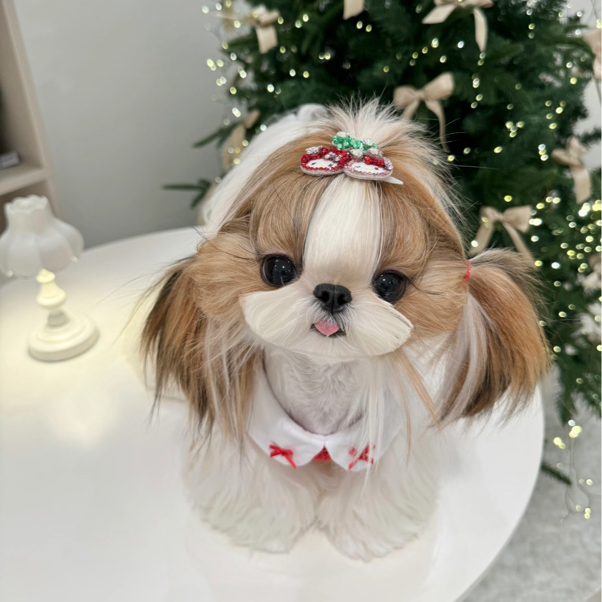 【阿汤奢宠】马尔济斯西施高端狗狗幼犬纯种小体宠物狗狗