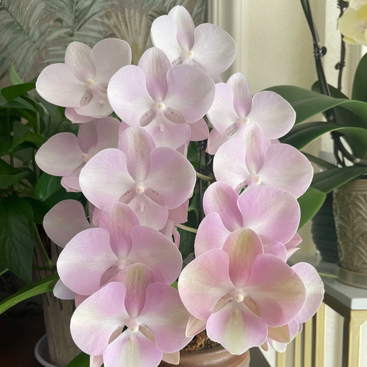 【小阿阮】A级威尼斯蝴蝶兰盆栽·花期长桌面装饰摆件云南顺丰直发