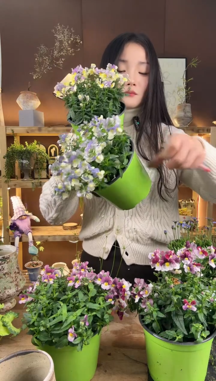无花朵星***阔888龙棉花俩盆882