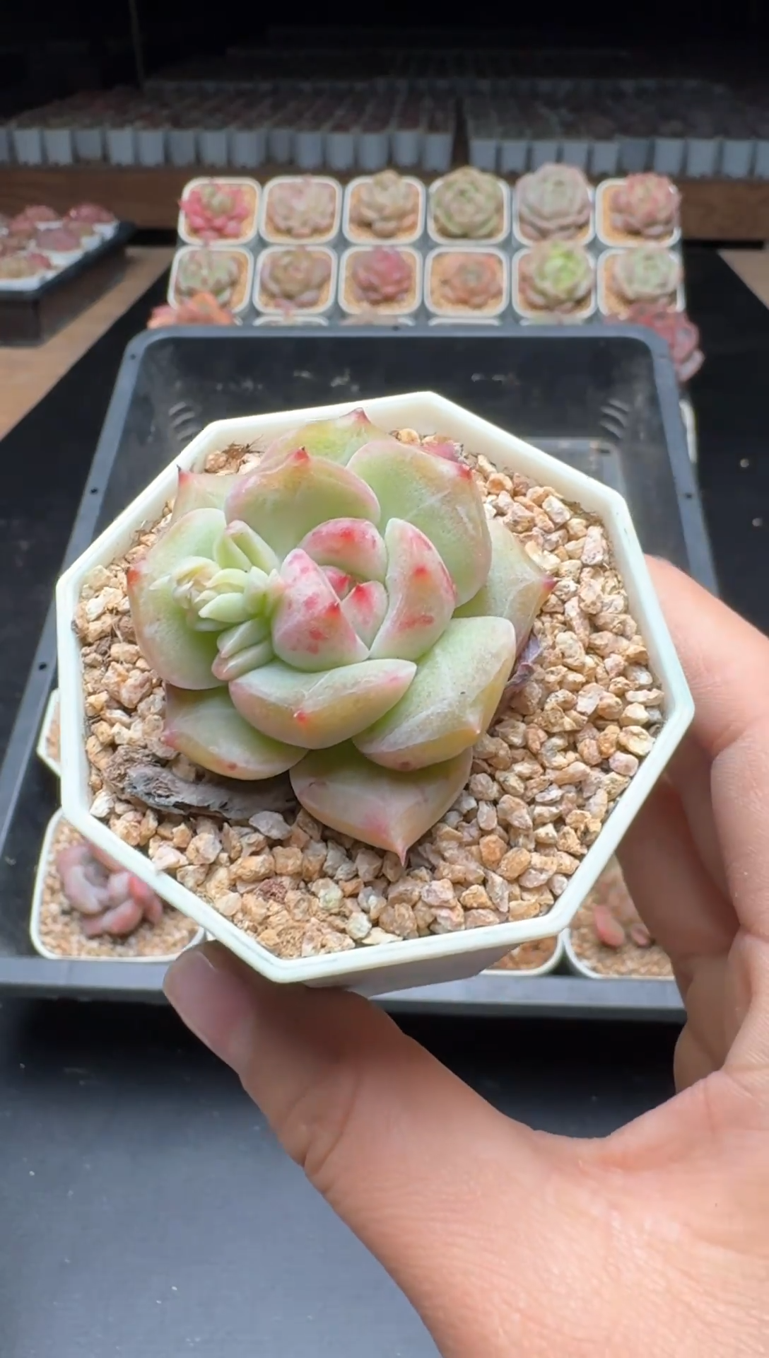 【闪购商品】799号一物一拍珍妮多肉花卉植物3颗起发