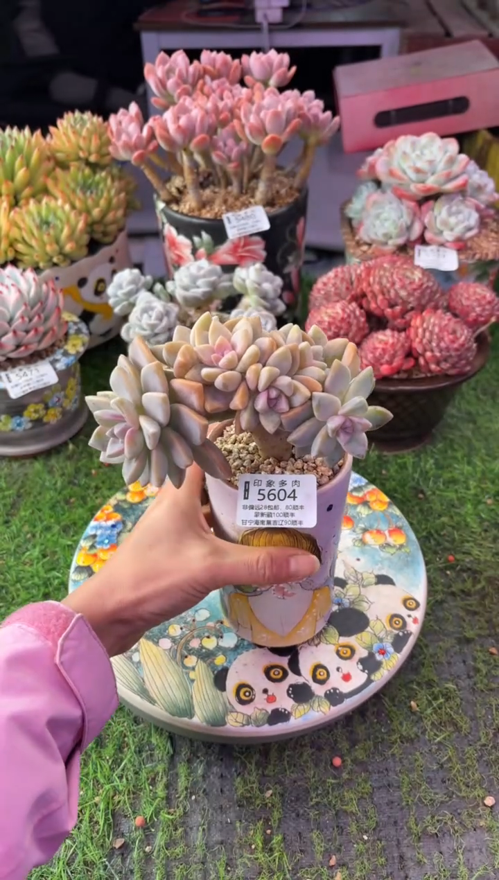 昆明印象多肉5604