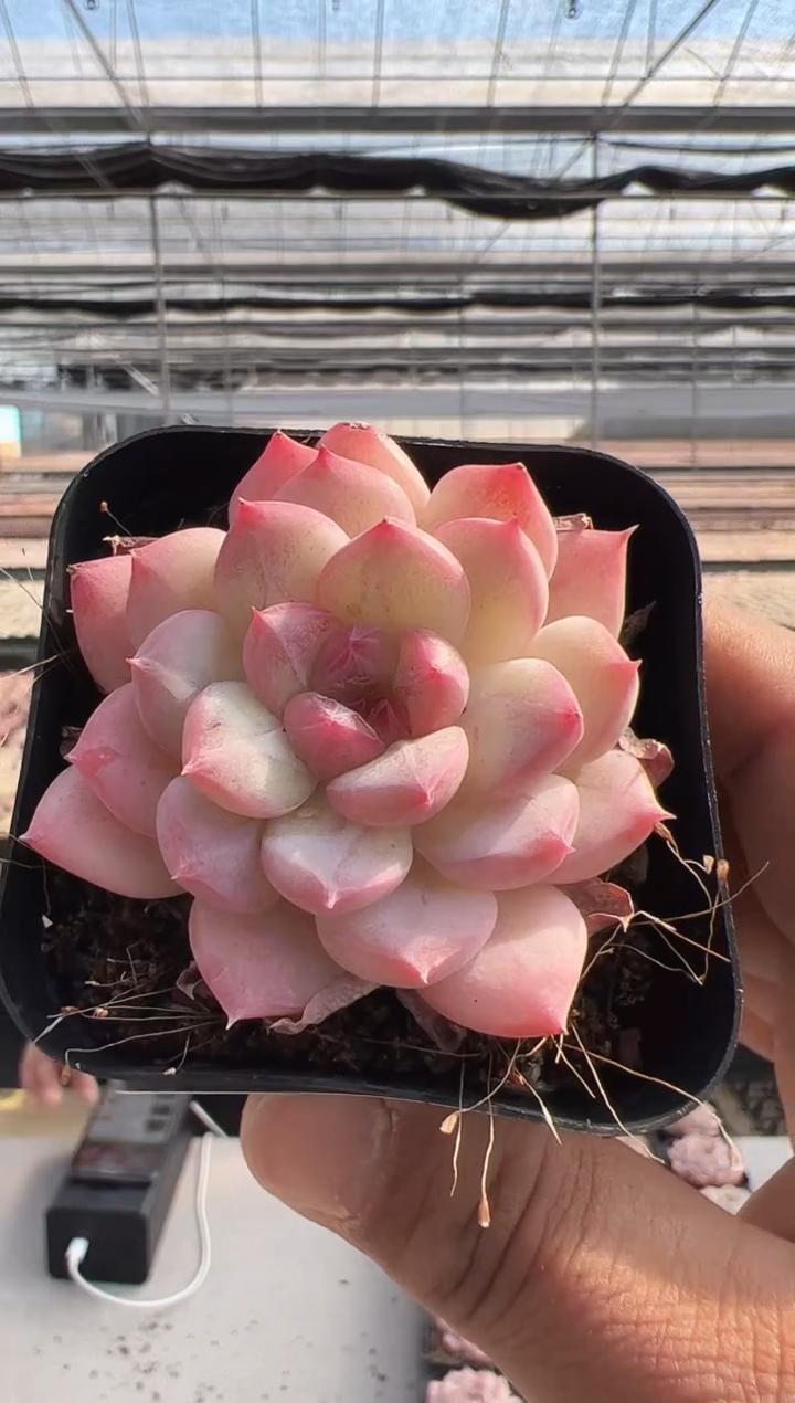 【闪购商品】云朵软糖-2