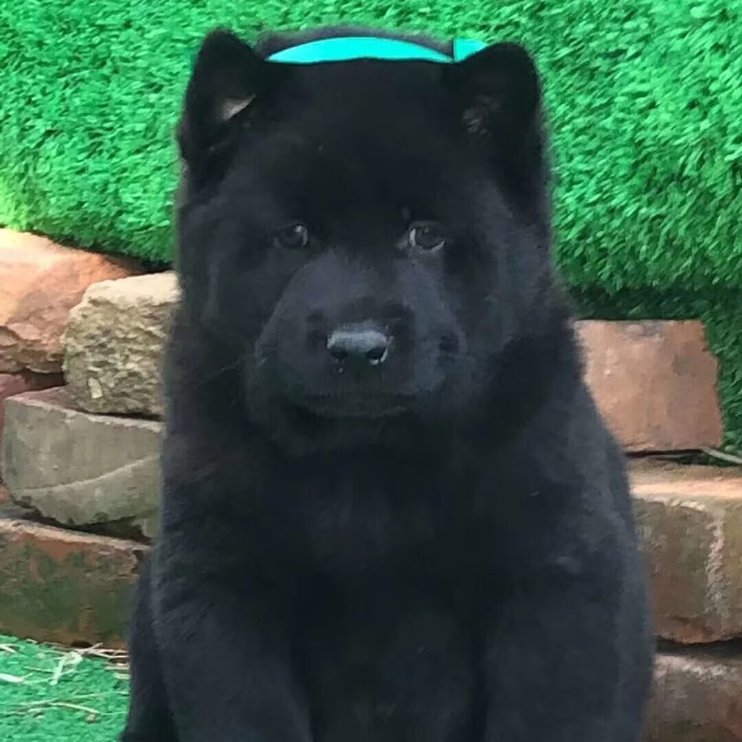 五黑犬四黑犬五黑土松