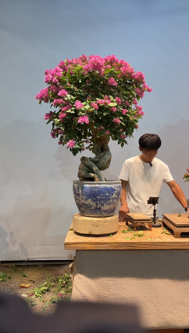 无花朵张*晟小叶紫26