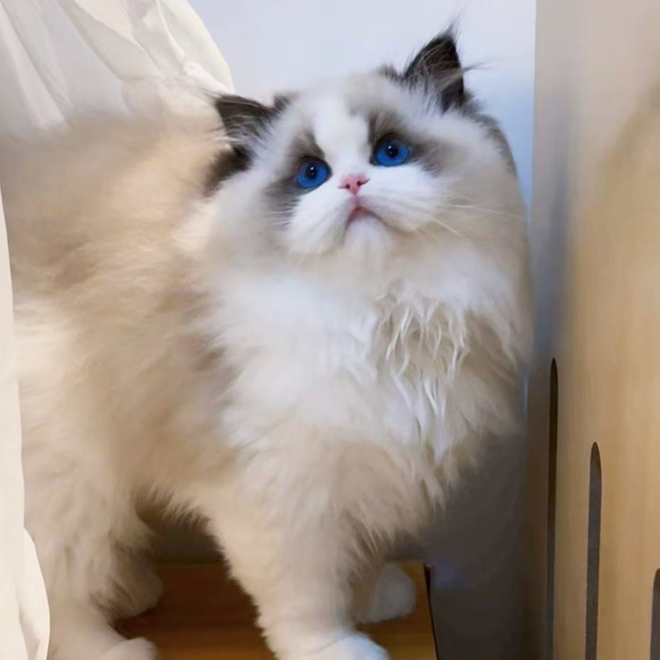 甜美系布偶猫活体