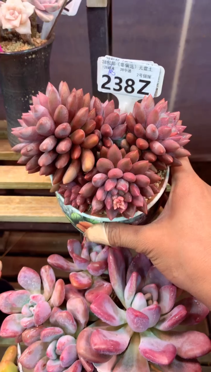238Z（一物一拍，精品多肉，w所见即所得 ）