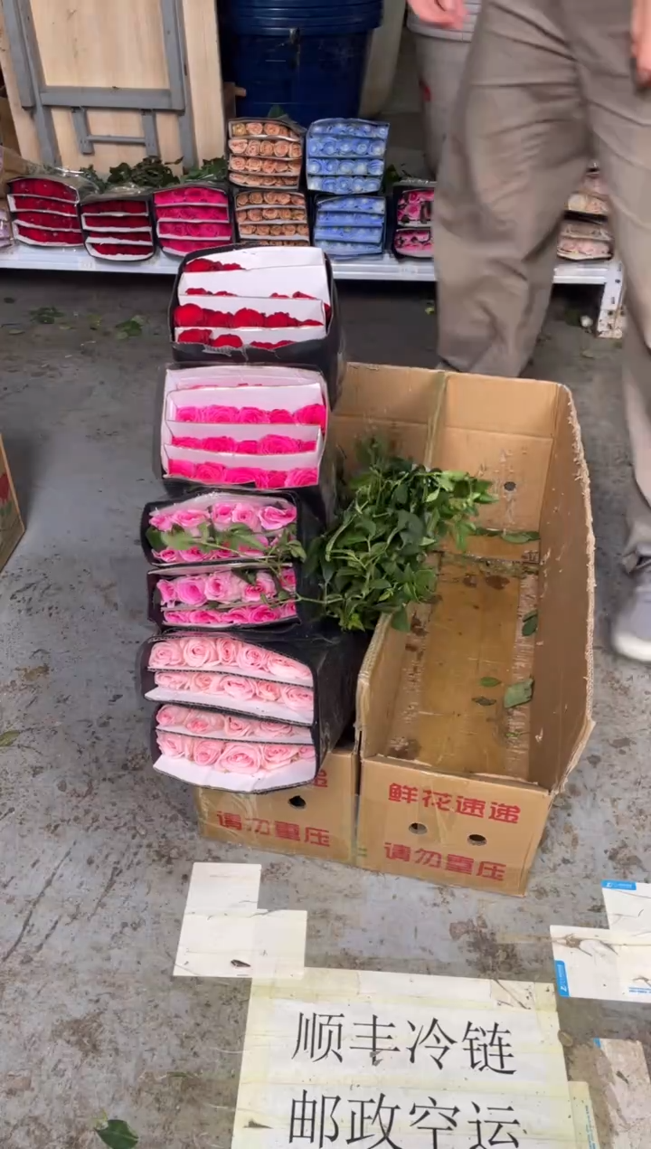 粉荔枝2扎+洛神1扎+佛洛依德1扎+高原红1扎+九星叶