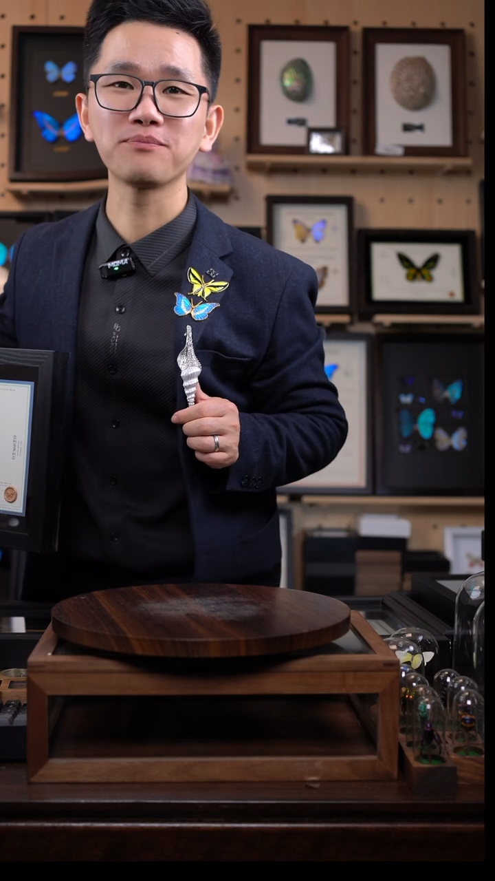 金属海螺胸针标本