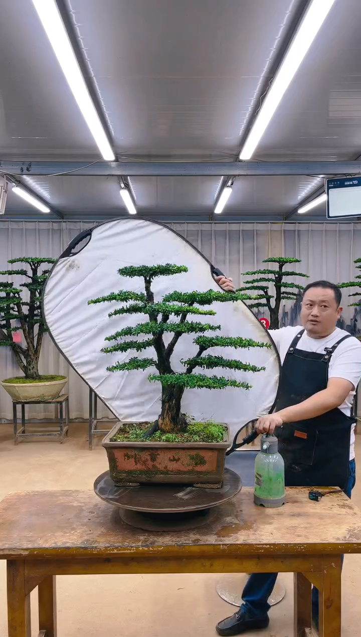 无花朵精品盆景  一物一拍