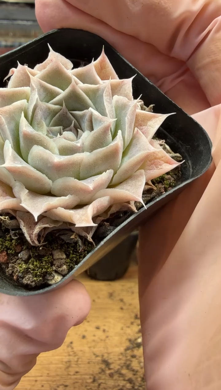 东云多肉园三店-108