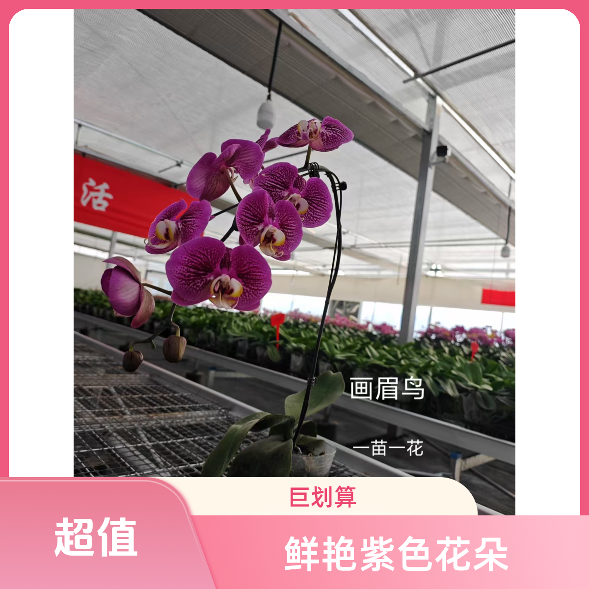 《画眉鸟》蝴蝶兰带花发货室内花卉盆栽耐寒适合客厅摆放