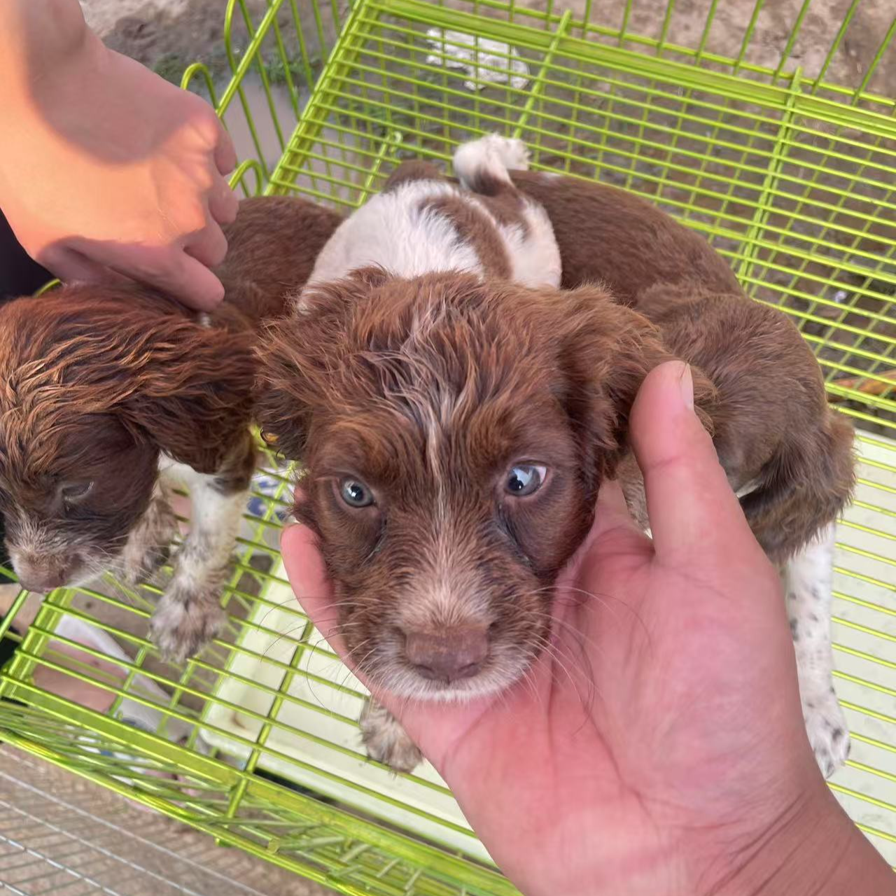 A5温顺可爱的狗狗活体适合家庭饲养