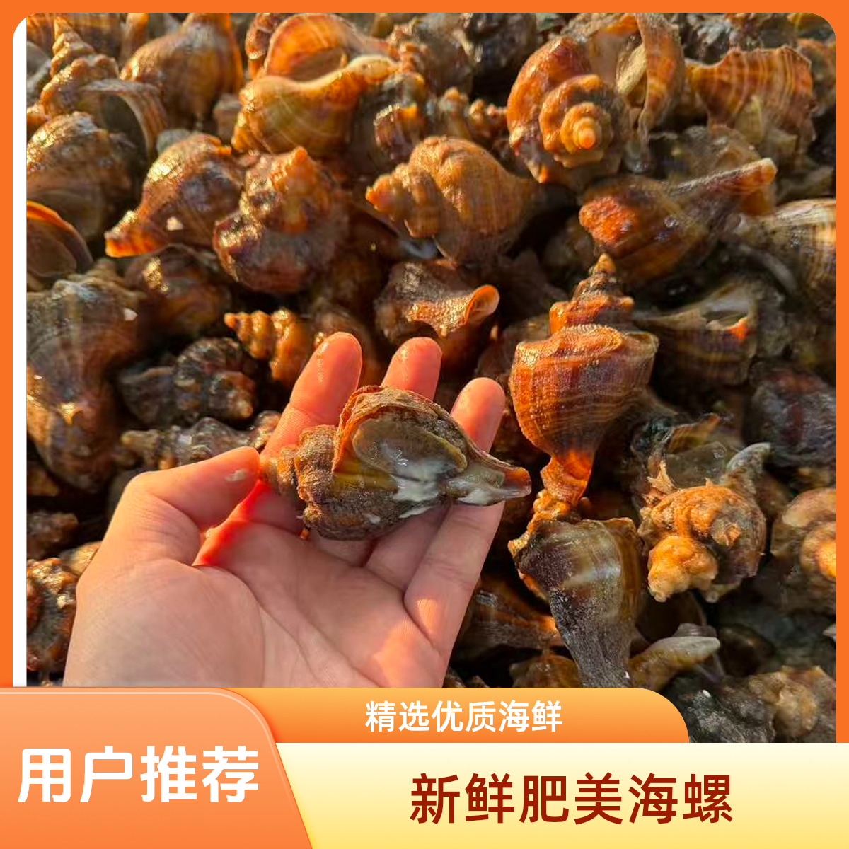 大连   红螺  你喜欢吃吗