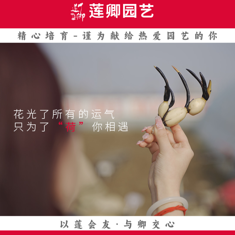 【个位数品种花藕】小微型中大型荷花净化阳台盆栽露台种藕根茎藕苗