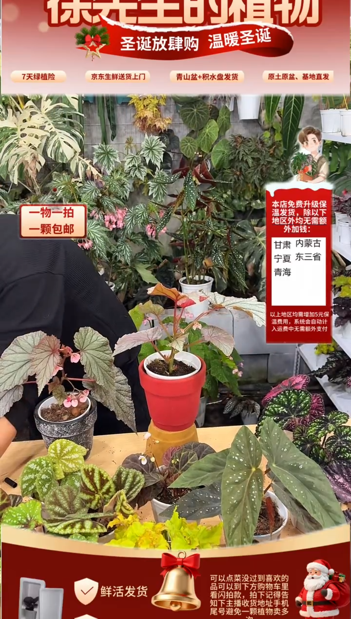 完全开放母*U093秋海棠