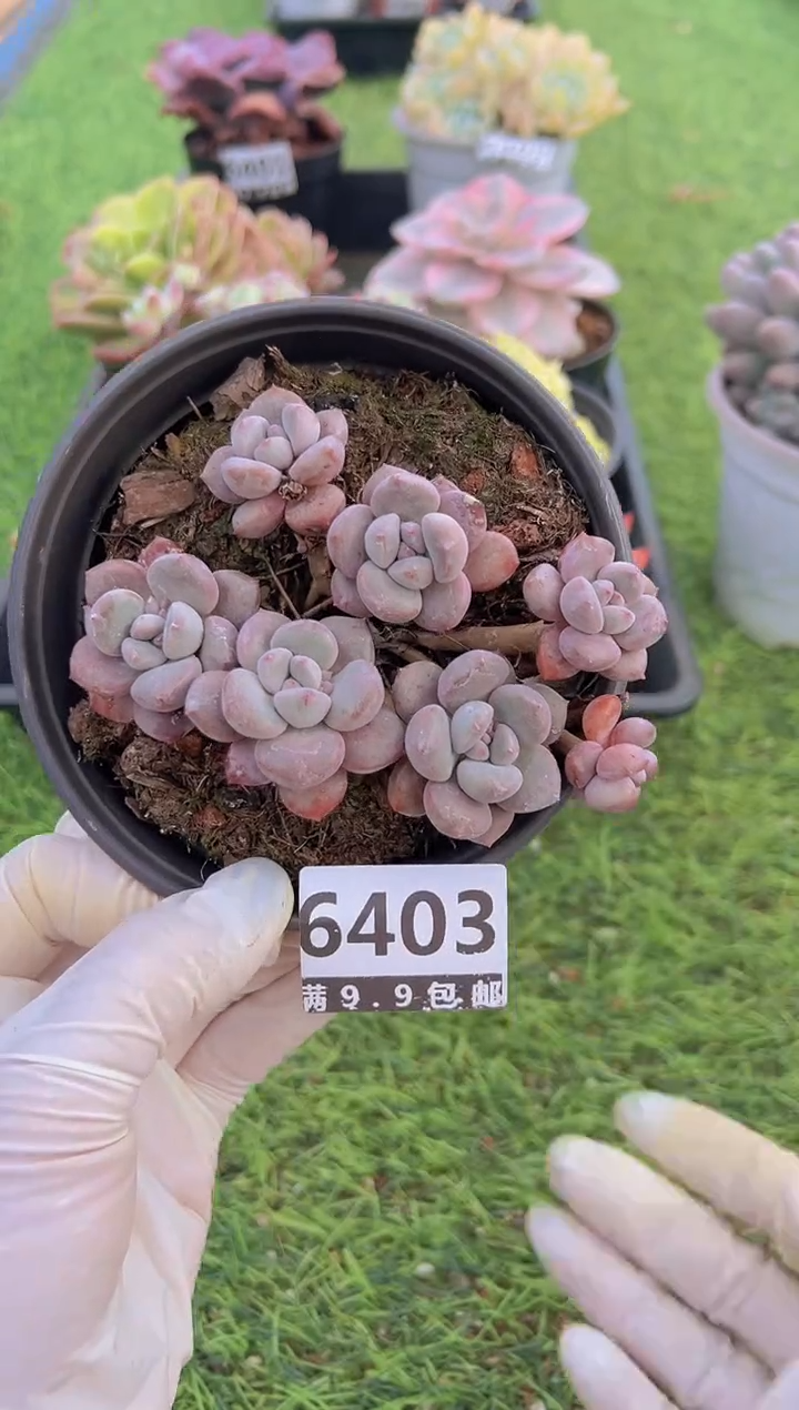 【闪购商品】信福多肉一物一拍