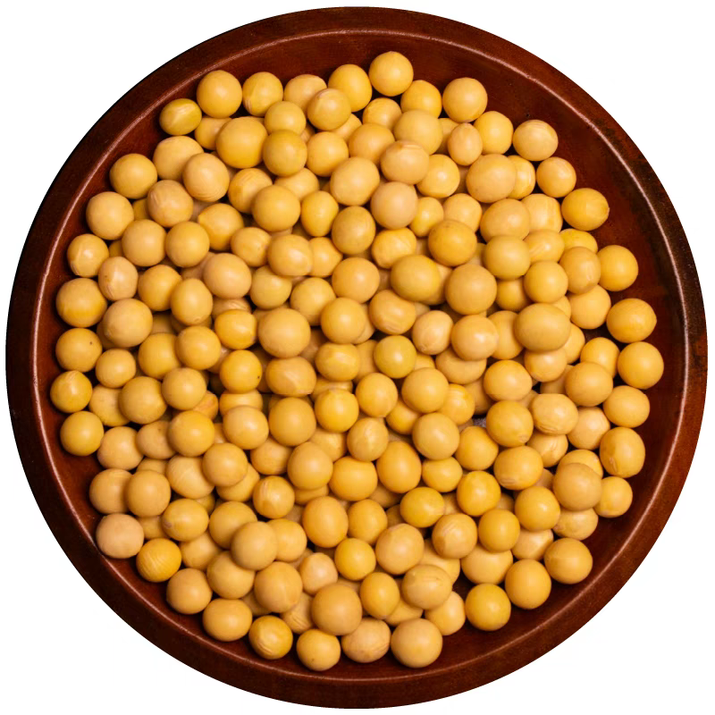 【云】云南非转基因黄豆当季新鲜可打豆浆发豆芽食用