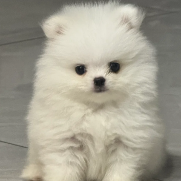 纯种博美可爱幼犬活体宠物狗