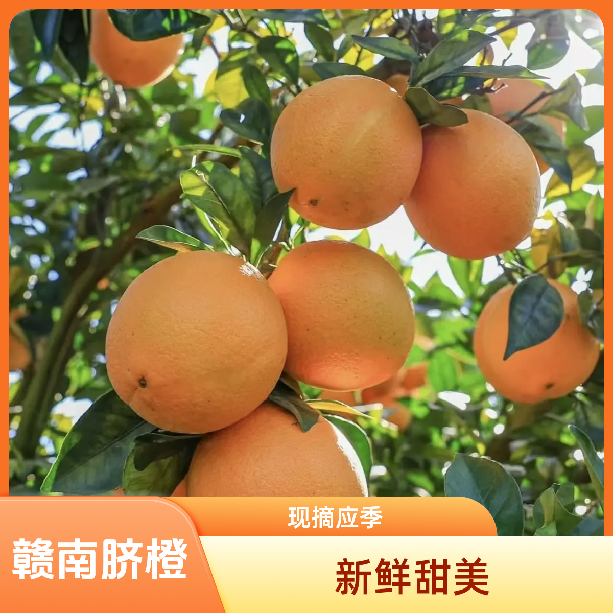 正宗赣南脐橙新鲜水果现摘应季甜橙子果园直发产地农家种植5斤