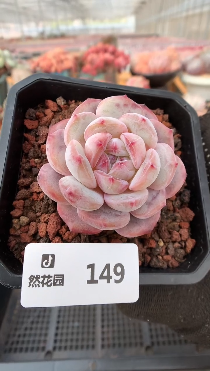 【闪购商品】149星影一物一拍