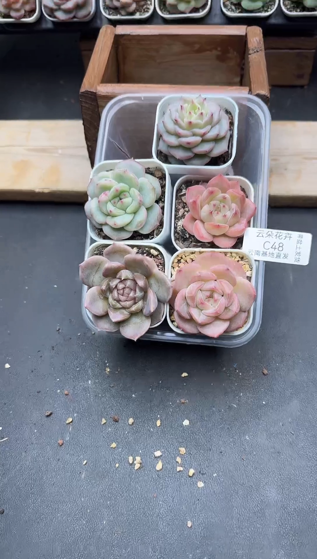 珍妮杂交多肉C48