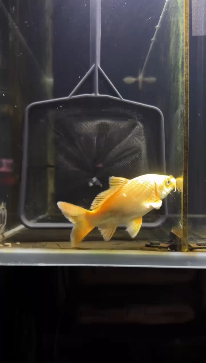 蝴蝶鲤鱼哥*好黄金蝴蝶鲤鱼