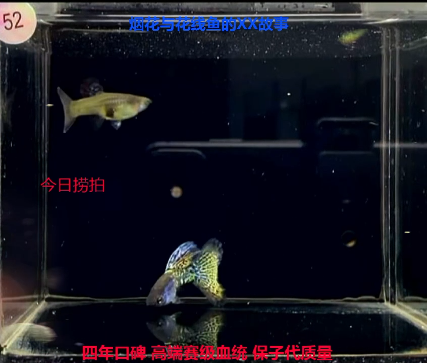 孔雀鱼大背三角尾金属蓝草（黄）高端体验1对