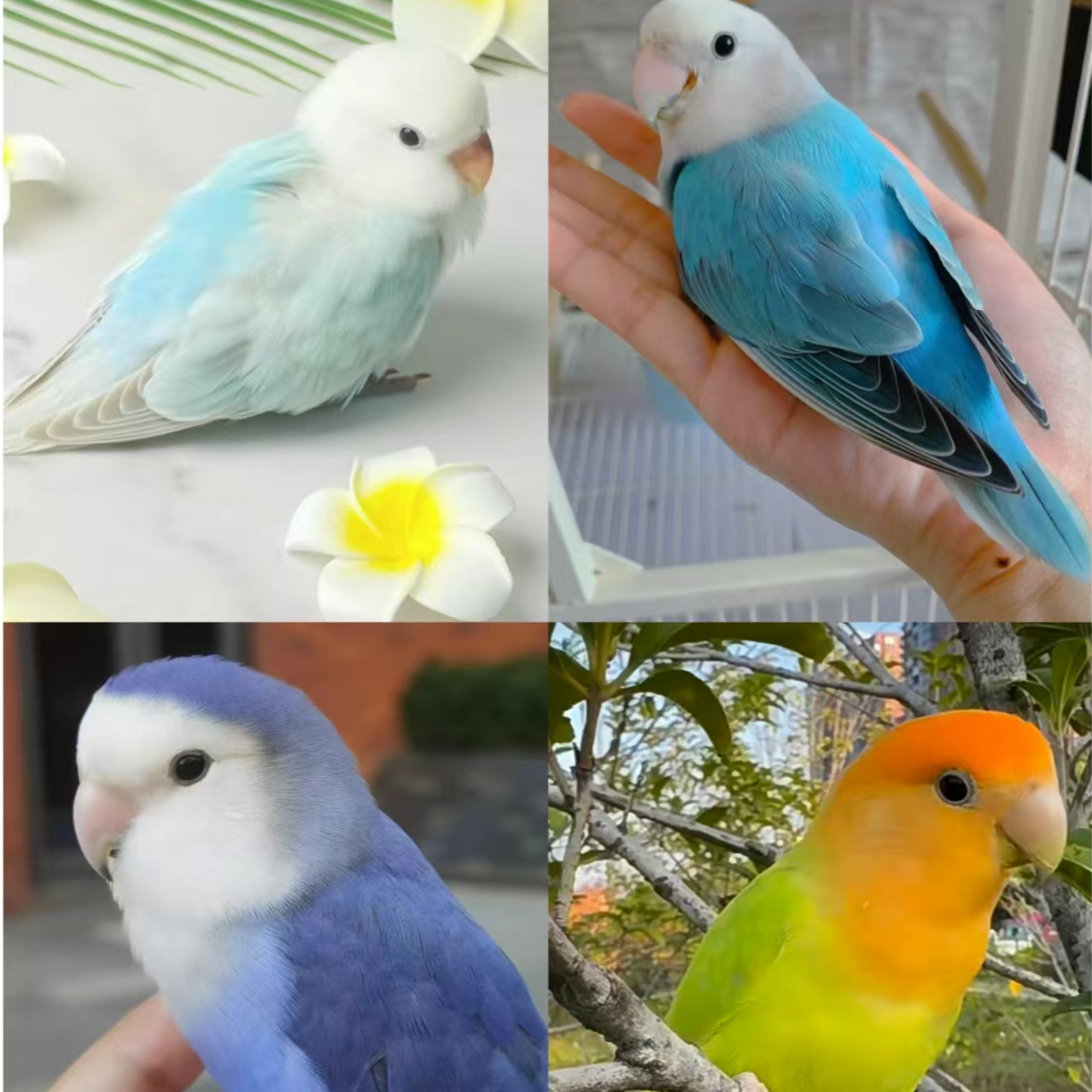 牡丹鹦鹉幼鸟活体手养牡丹 一物一拍