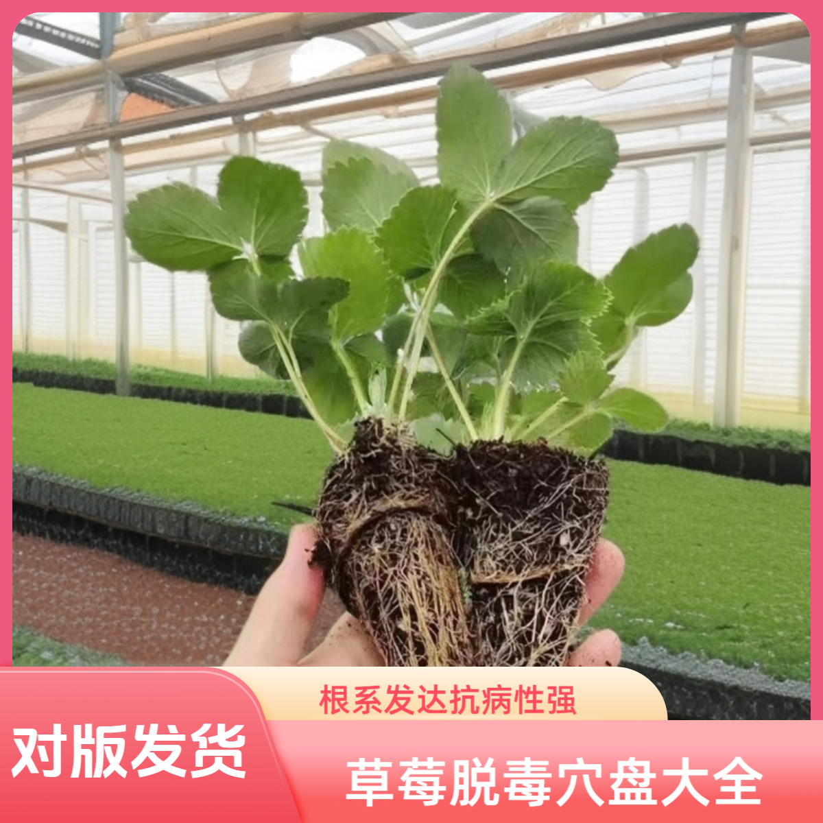 草莓穴盘苗大全粉草莓红草莓黑草莓白草莓苗草莓对版苗盆栽绿植
