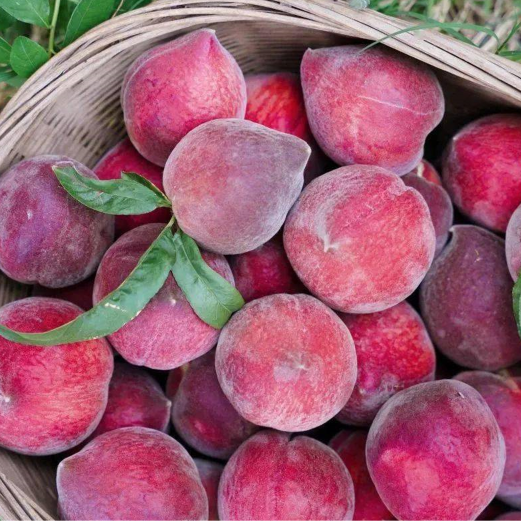 5斤【火焰桃】放软吃 甜度高，桃香足 四川 四川省