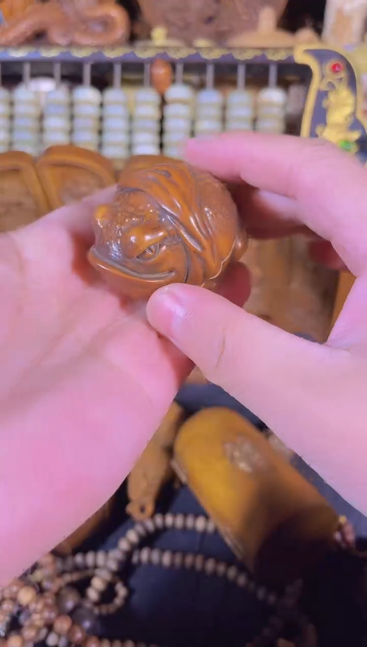 黄杨木1111111111111111111