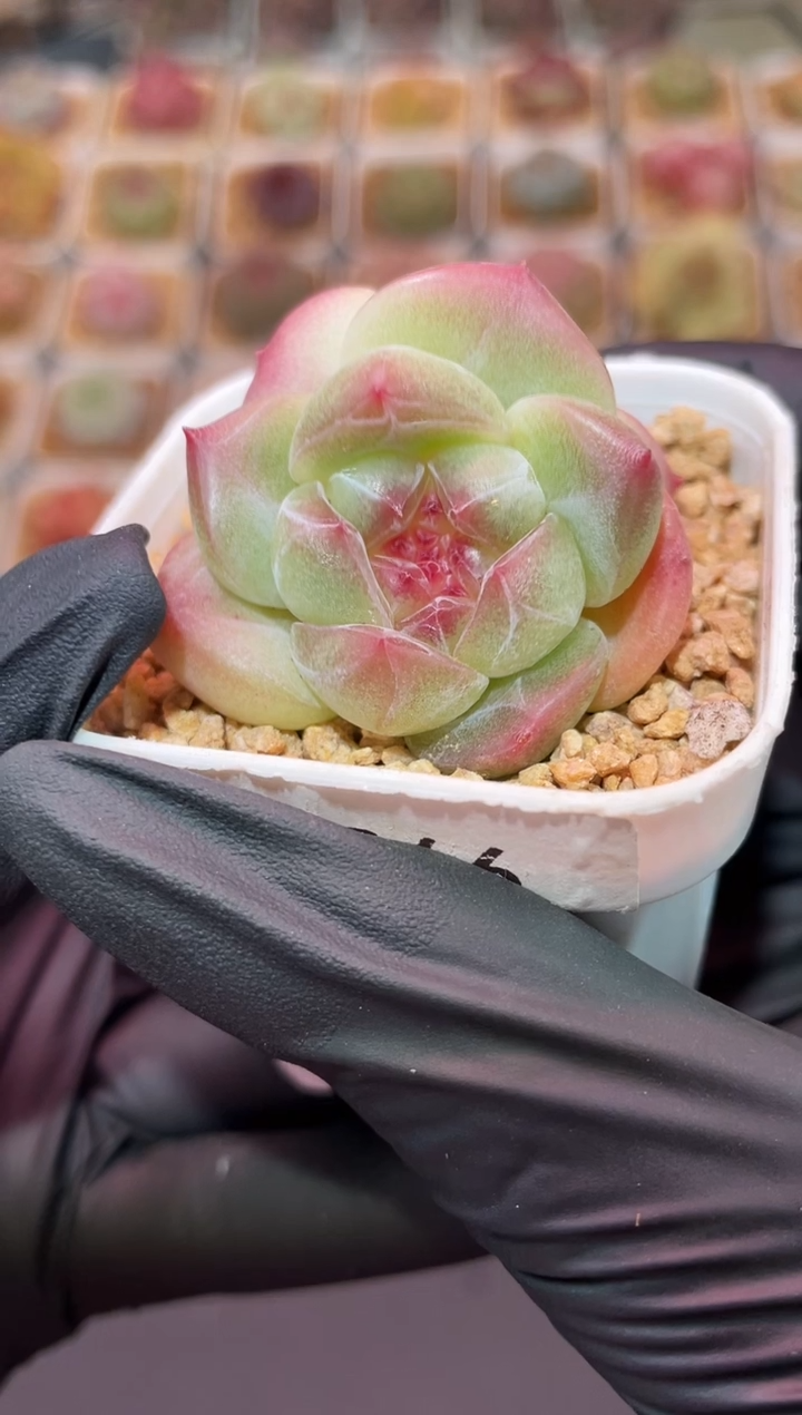 闪购3250 冰布蕾多肉一颗  